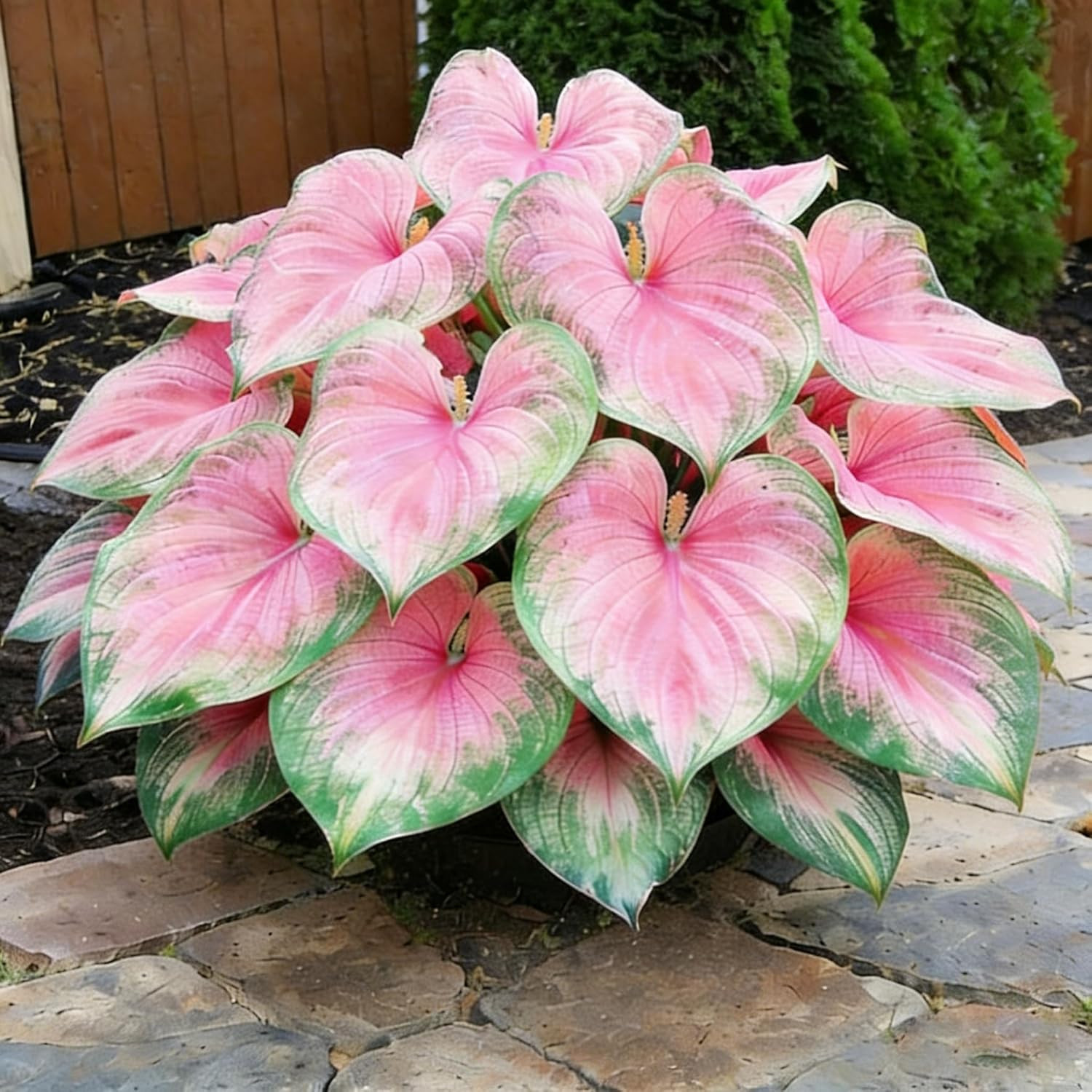 Hosta Seeds – 100 Heart-Shaped Rare Roots Low Maintenance Garden Home Outdoor
