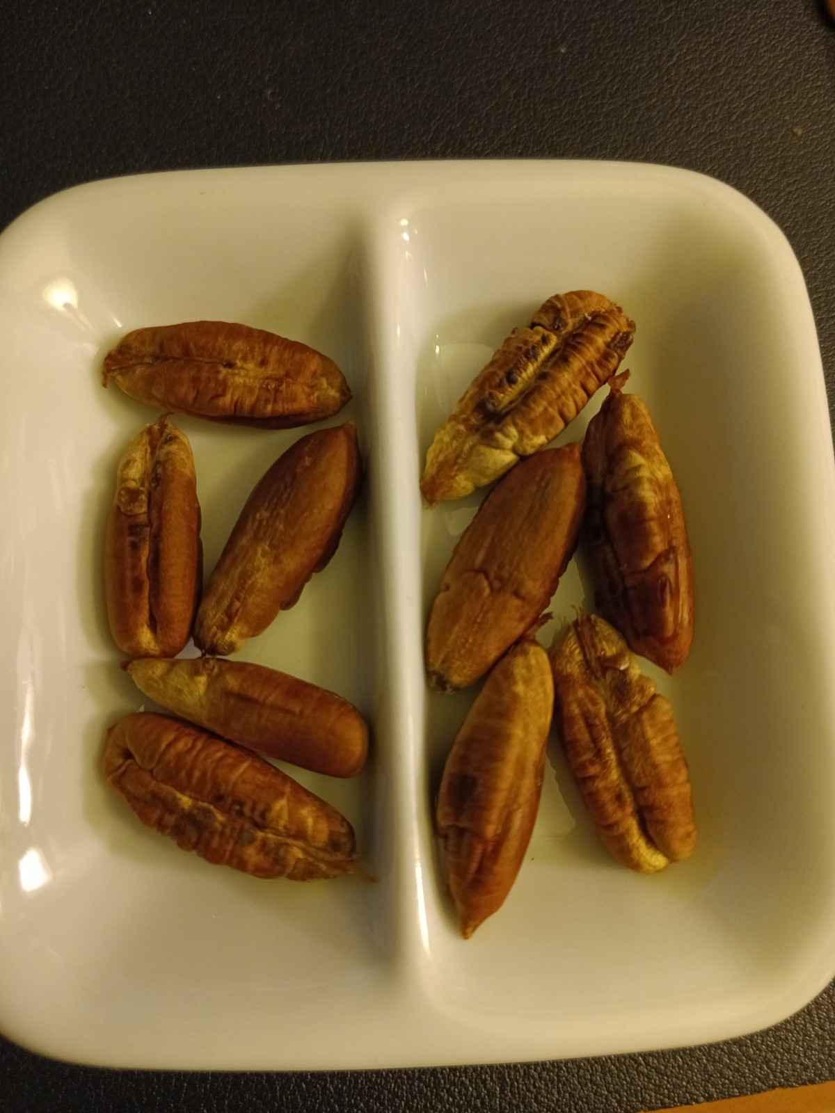 MEDJOOL DATE PALM TREE SEEDS, (Phoenix Dactylifera) Edible Fruit – 10 Seeds