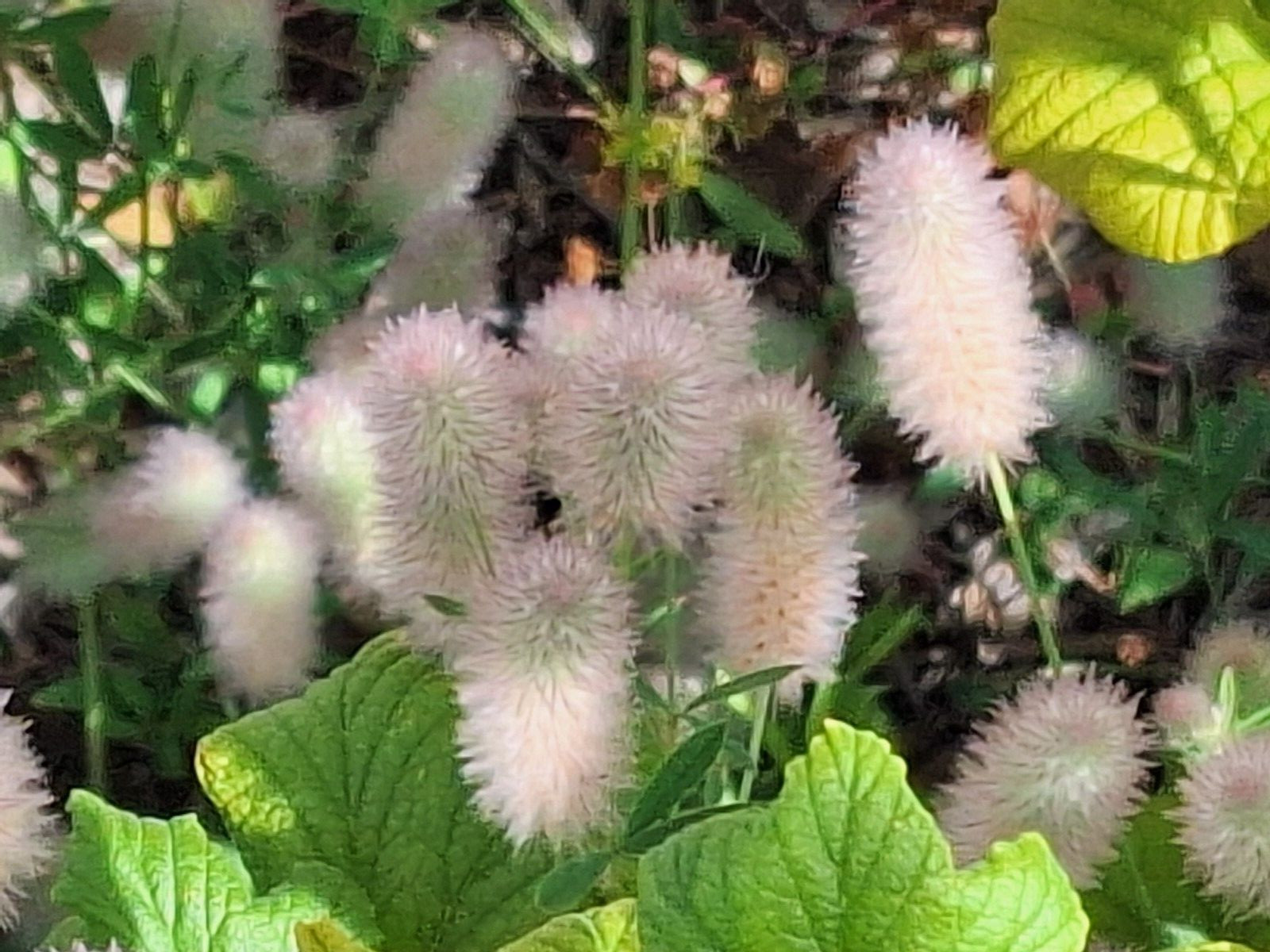 RABBIT’S FOOT CLOVER 200 SEEDS, TRIFOLIUM ARVENSE, FUZZY BUNNIES, EZ TO GROW