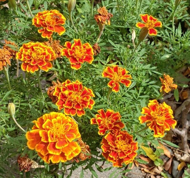 Sparky Mix Dwarf Marigold (200+ seeds) – drought tolerant and easy to grow!