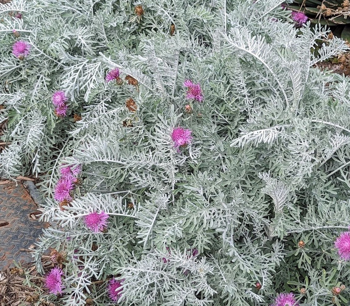 Centaurea gymnocarpa | Velvet Centaurea | 20 Seeds