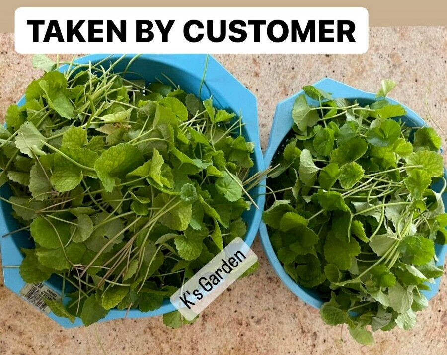 PENNYWORT , GOTU KOLA SEEDS (SMALL LEAF) , HẠT RAU MÁ LÁ NHỎ (+200 PCS)