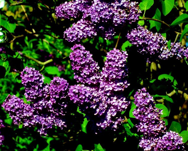 20 Common Lilac Purple Flower Tree Seeds Fragrant Hardy Perennial Garden Plant
