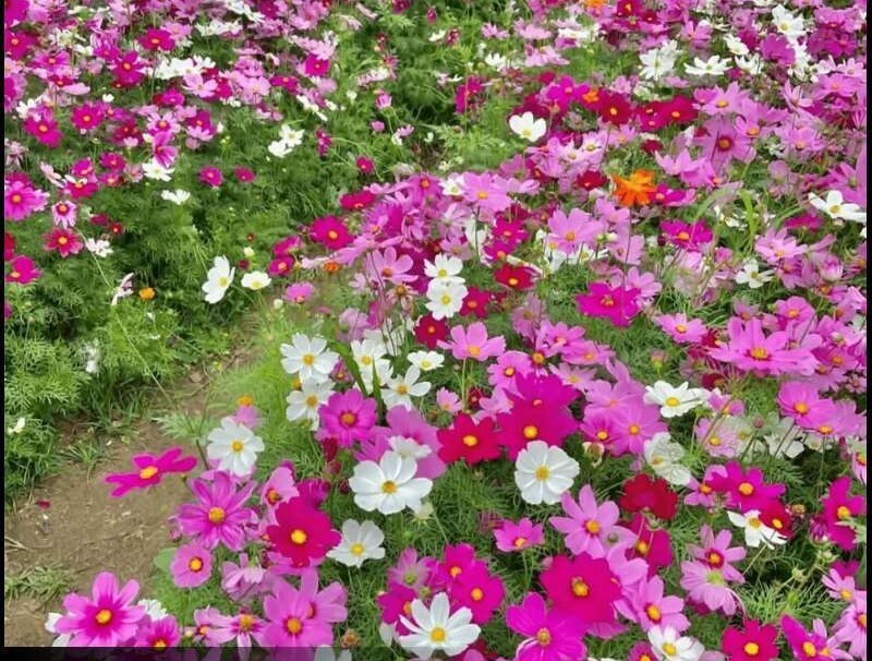 100+Dwarf Cosmos Seeds Mix Mexican Aster Colorful Garden Cosmos Flowers USA