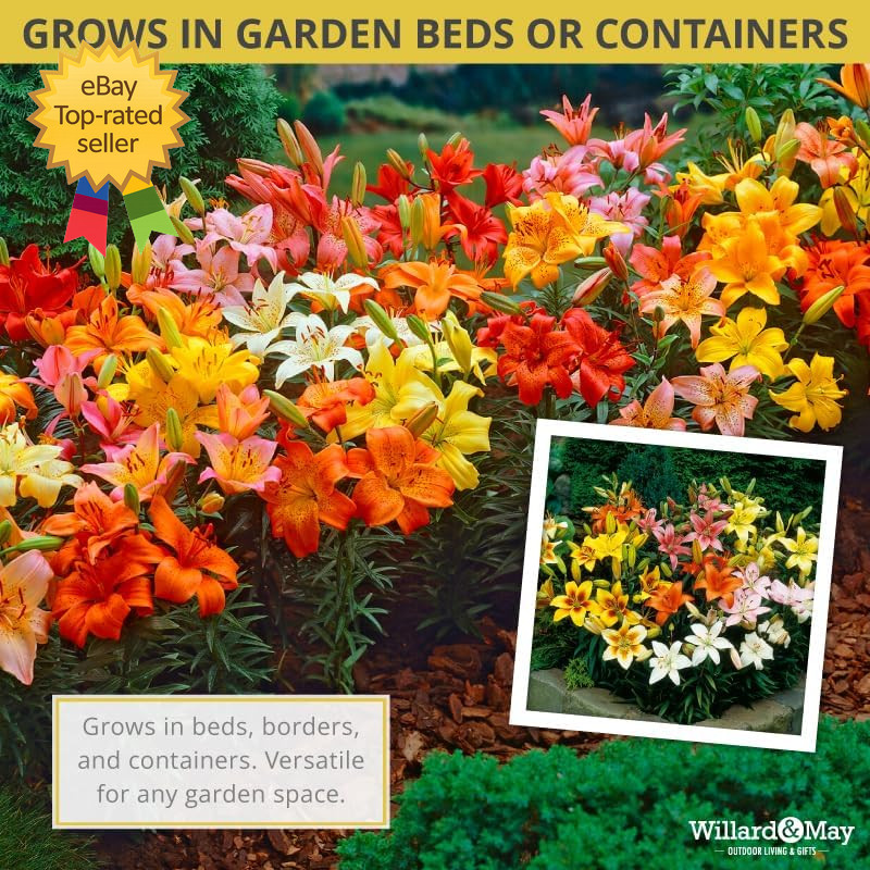 Asiatic Lilies Mix 10 Pack Flower Bulbs Perennial Garden Blooming Lily Plant Set