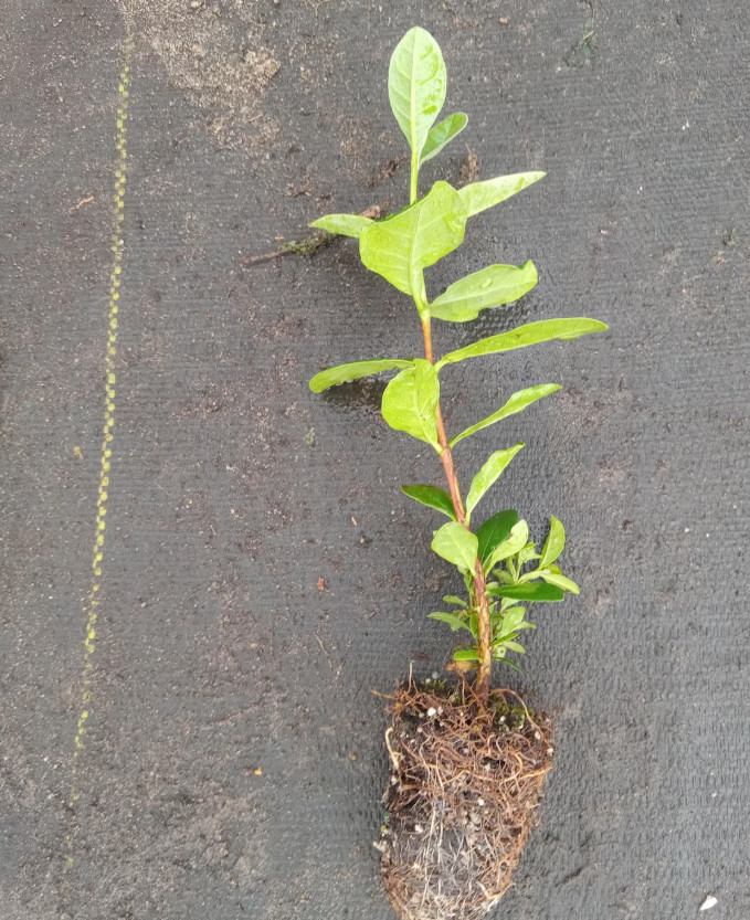Set 2 Pineapple Guava Live Plant – 4-6″Tall – Edible Tropical Fruit & Ornamental