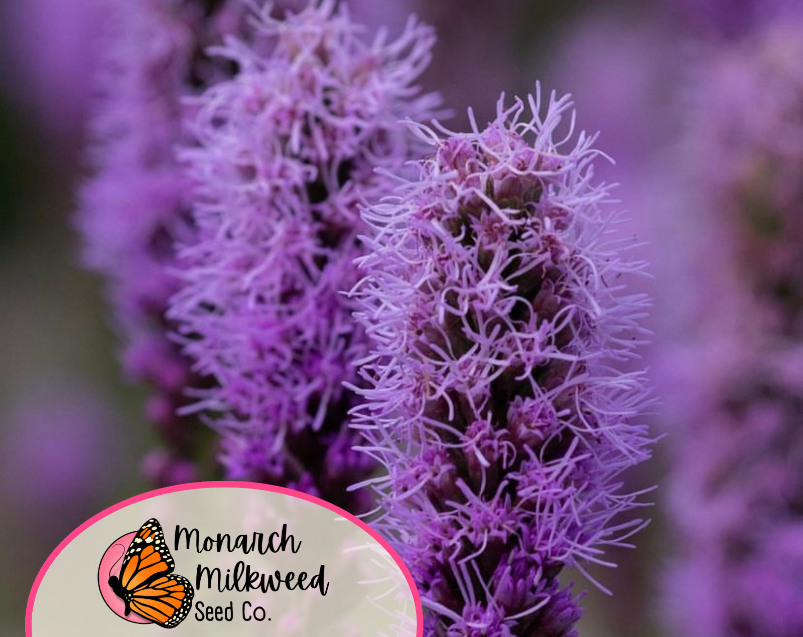 550+ Blazing Star Prairie Seeds | Native Wildflower Garden Seed for Pollinators