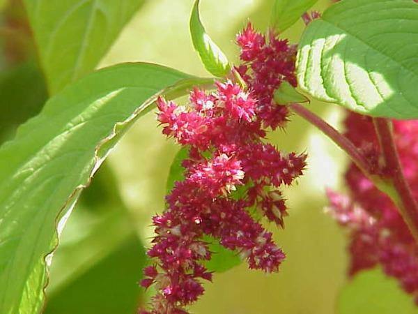 Amaranthus tricolor | Edible Amaranth | Tampala | Joseph’s Coat | 100 Seeds