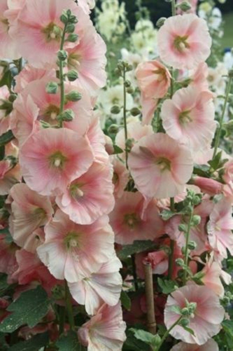 25 Light Dark Pink Hollyhock Seeds Perennial Flower Seed Flowers US SELLER