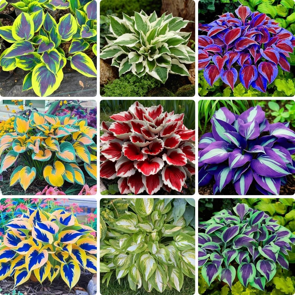 100 Hosta Seeds for Planting – Shade Perennial Garden Plant Varieties