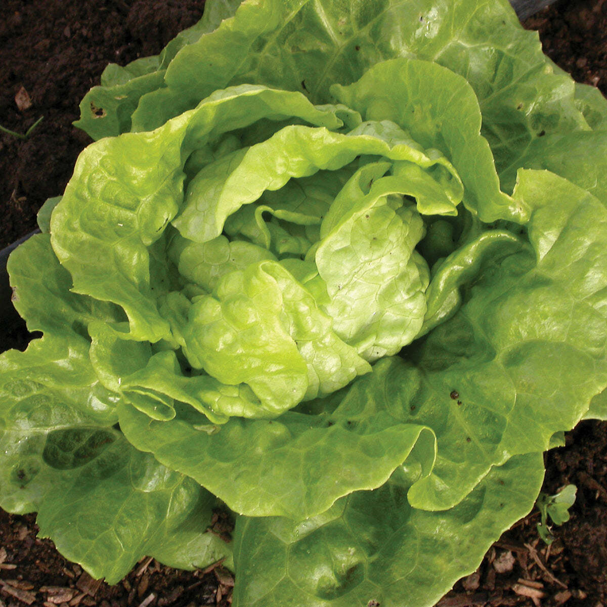Tom Thumb Lettuce Seeds 600+Vegetable Lactuca Sativa NON-GMO USA FREE S&H