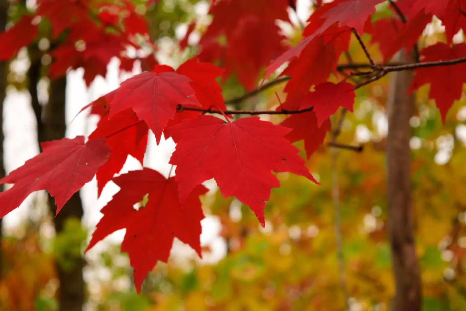 Southern Red Maple Tree | Premium Seeds | Acer rubrum ‘Summer’ | Plants’®