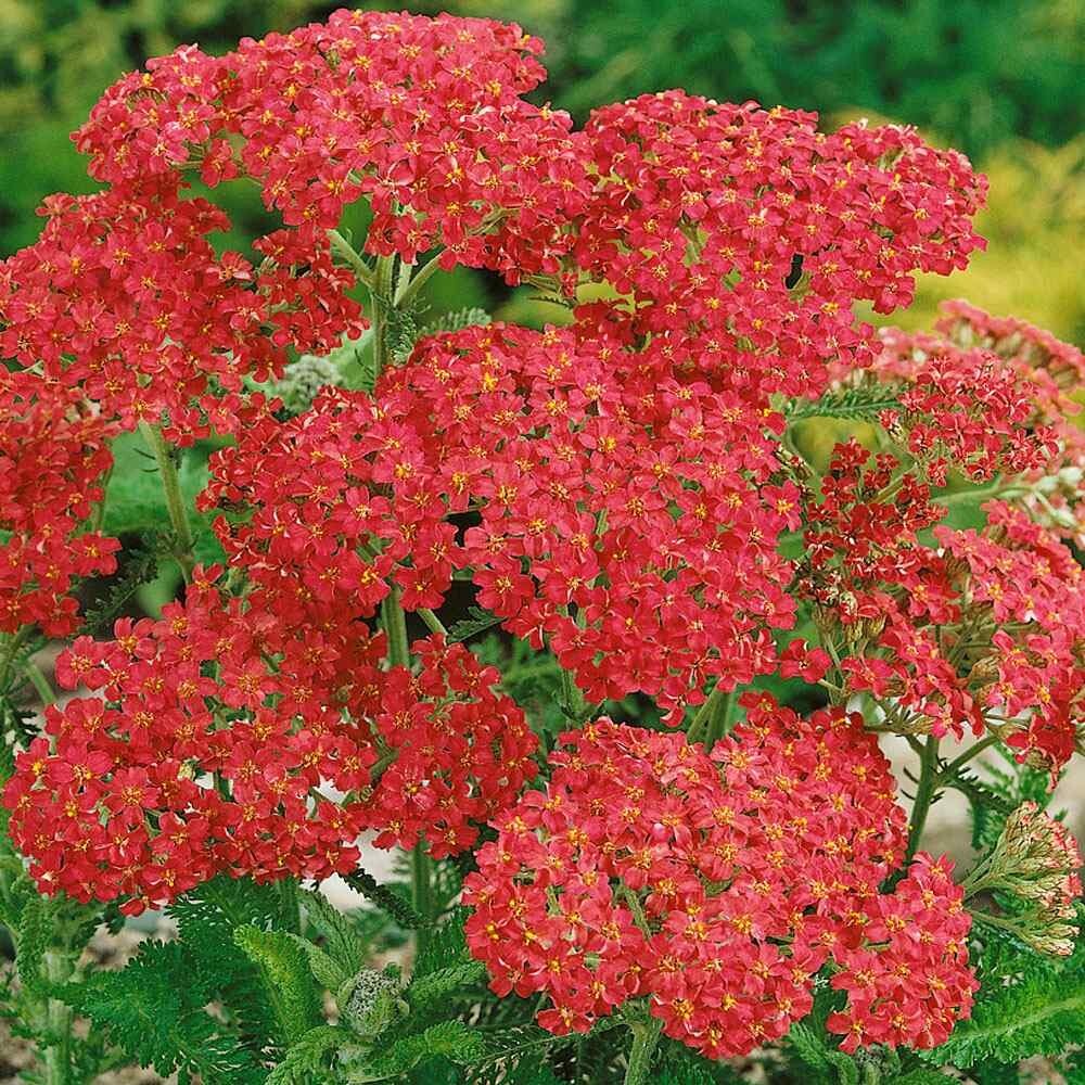 Cerise Queen Yarrow Seeds | Non-GMO | 50+ count~Pink blooms