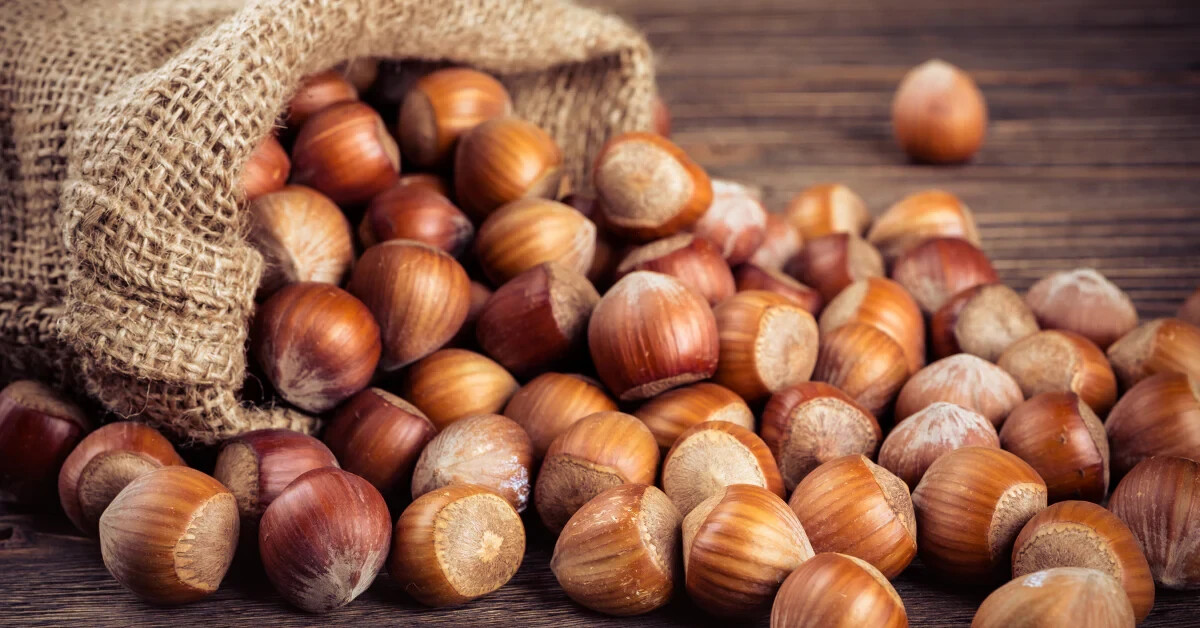 American Hazelnut Seeds (20) / ORGANIC / DELICIOUS / FLORIDA GROWN
