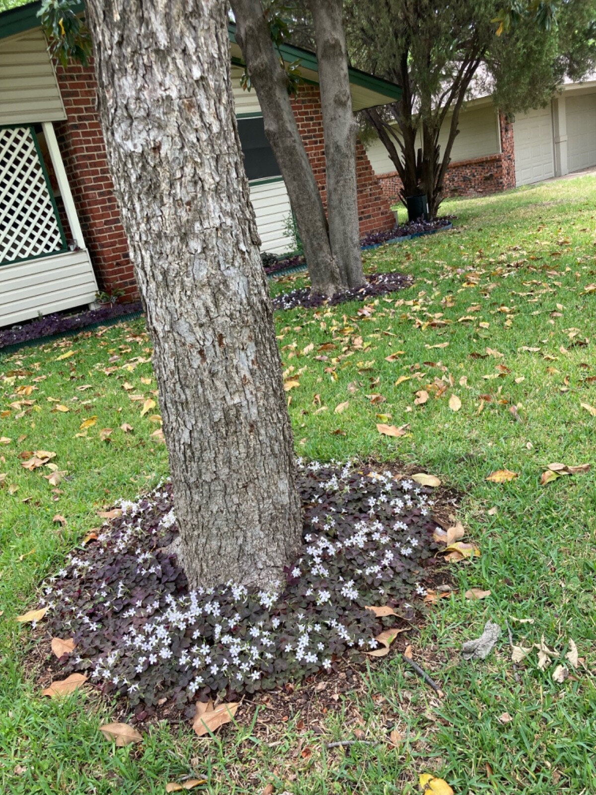 16 Oxalis Triangularis Purple shamrock rhizomes/bulbs