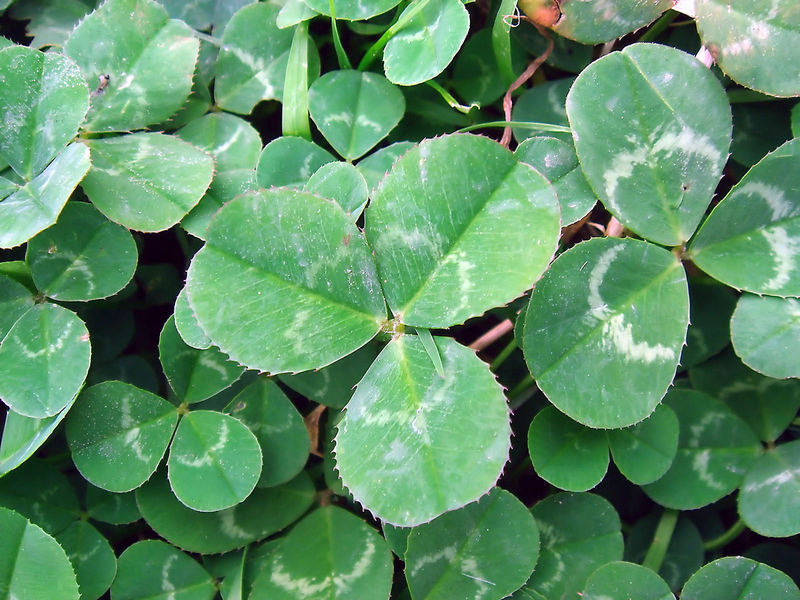White “Ladino” Clover Seed. Feed Bees, Food Plots, Non GMO. Pasture Forage!
