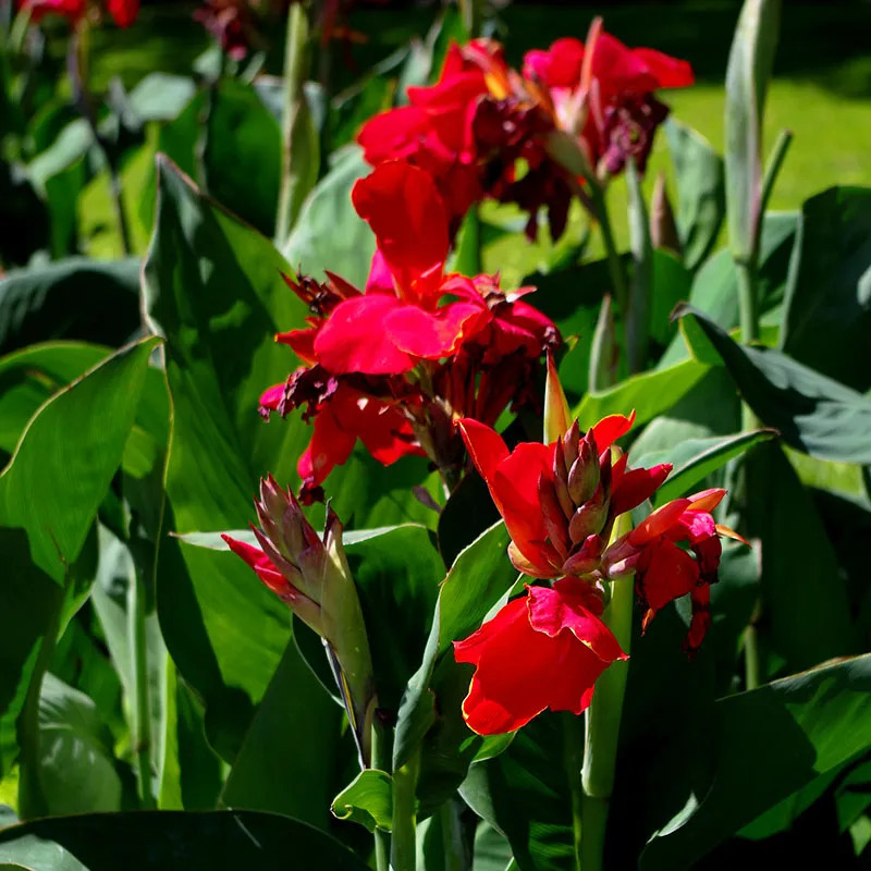 5 Red Canna Lily bulbs Rhizomes 4-5 feet large green leaves deer resistant
