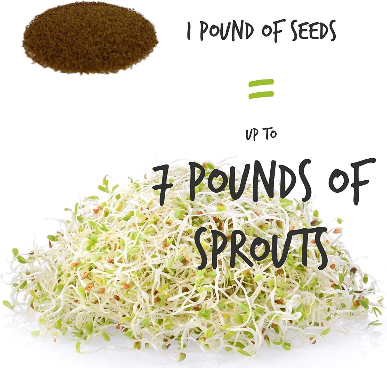 Bulk Organic Alfalfa Sprouting Seed – 2.5 Lbs