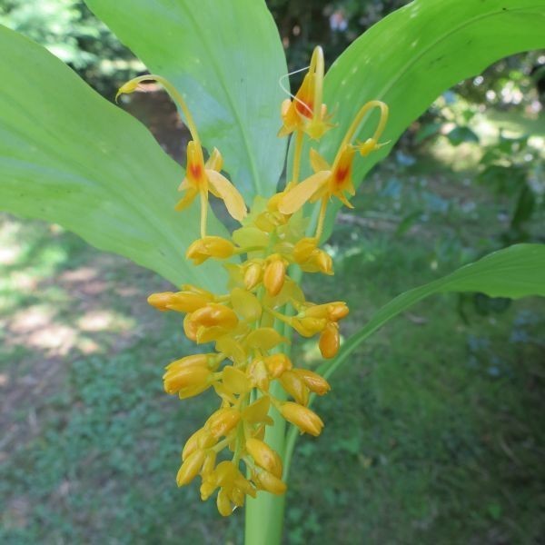 Globba schomburgkii GOLDEN DANCING GIRL GINGER Seeds!