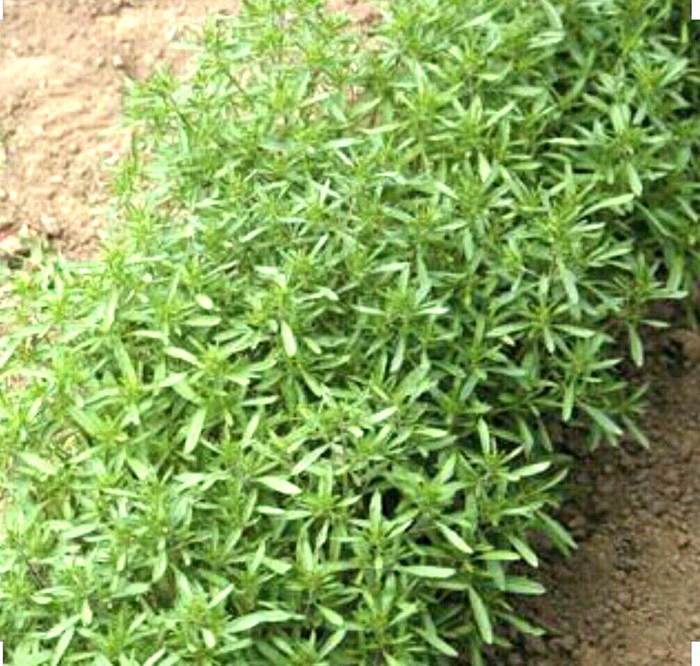 500 SUMMER SAVORY Herb Flower Seeds-Non GMO-Organic-Open Pollinated