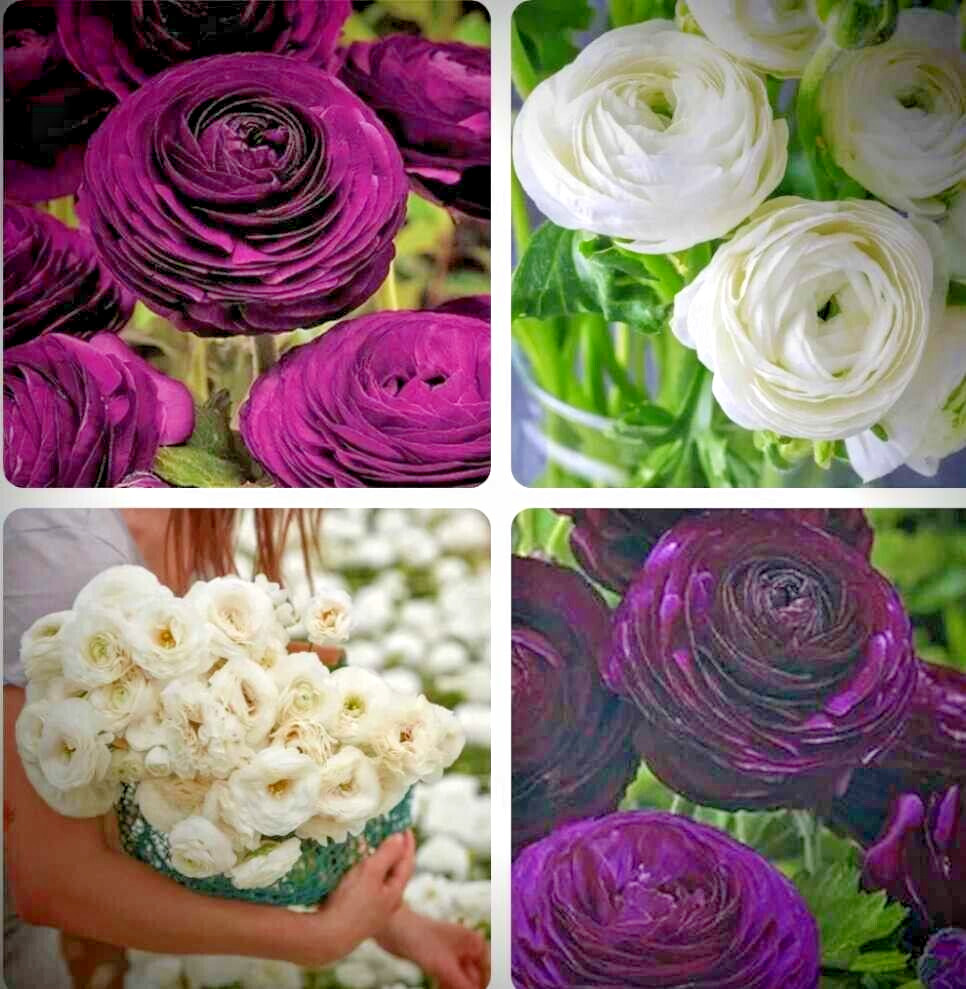 Ranunculus 15 Corms Bulbs 7+ Purple White Mix Peony Rose Garden Wedding Flowers