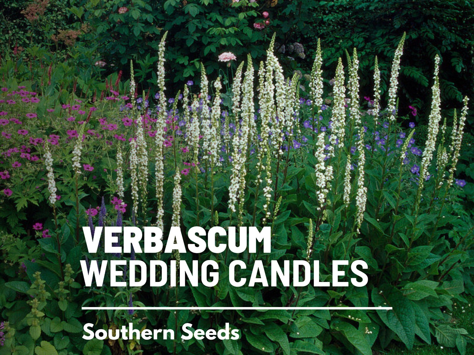 Wedding Candles Verbascum Seeds, Heirloom Drought-Tolerant Flower, USA Grown
