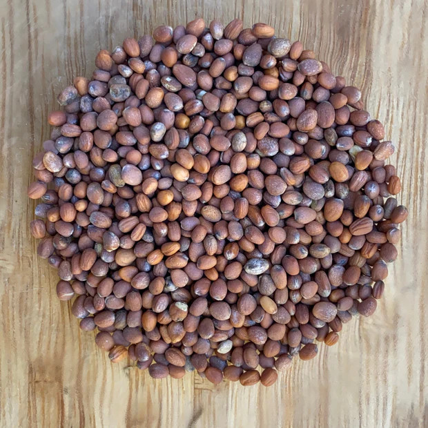 600 Organic Heirloom Rainbow Radish Seed Mix – 5 Color 25-30 Day Harvest NonGMO