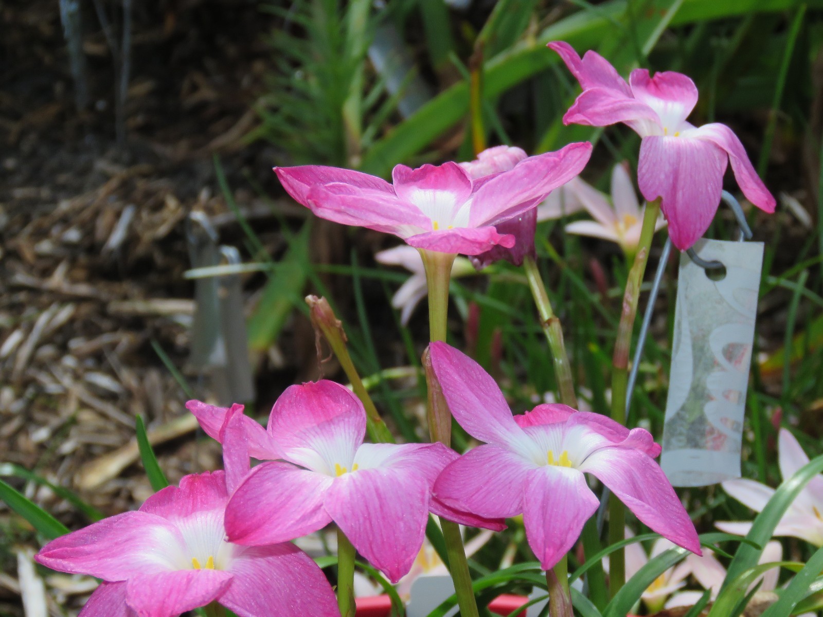 Rain Lily, Zephyranthes Labufarosea Lucky All Over, 1 bulb, NEW, habranthus