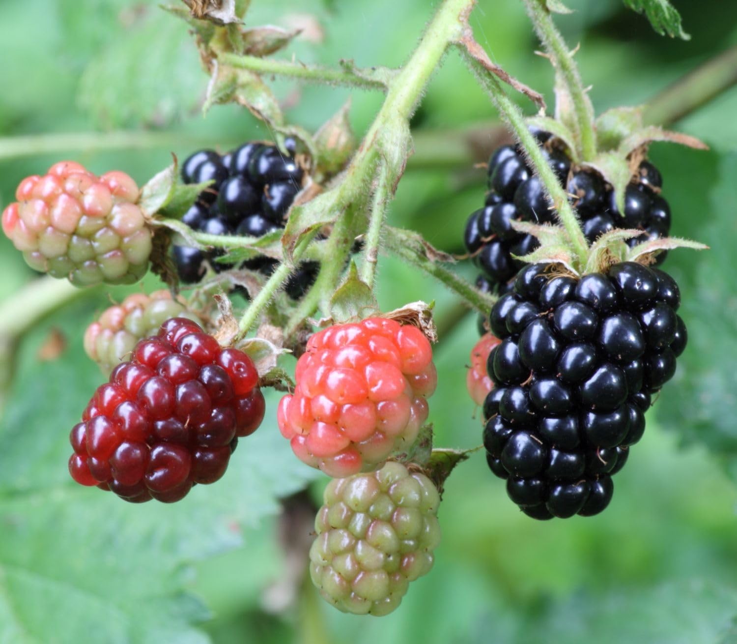 200 NonGMO Blackberry Seeds for Garden Planting Sweet, Healthy Fruit