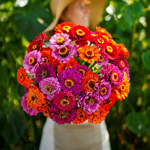 Zinnia PURPLE DREAM MIX w/ Red Double Blooms Butterflies Hummingbirs 100 Seeds!