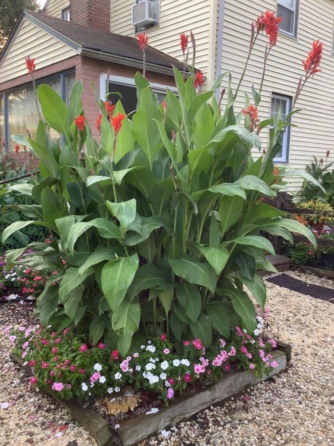 Lot Of 5 Magnificent Red Hummingbird 6-8′ Tall Canna Lilly Bulbs Free Shipping