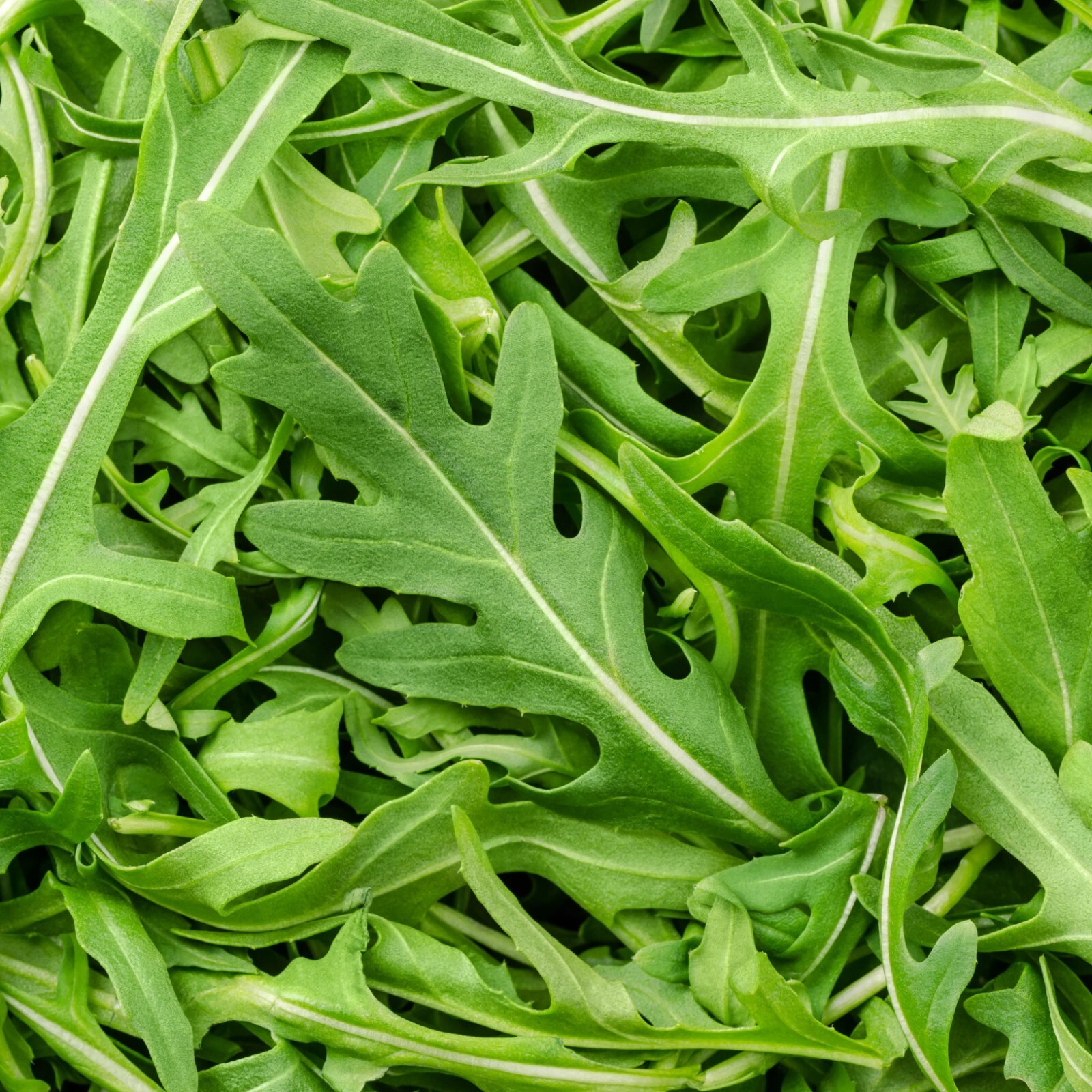 Arugula Seeds, Roquette Heirloom, Non-GMO, Organic, Fast Growing, Free Shipping