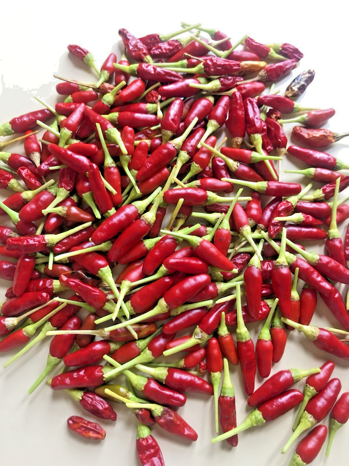 Bird’s Eye Chili Pepper – 25 Fresh Seeds – FREE Shipping