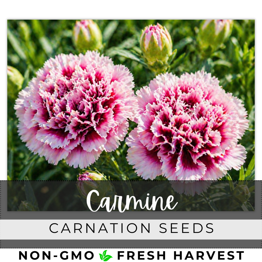 Carmine Carnation Seeds 125+ Seeds Dianthus Flower, Flower Seeds, Annual