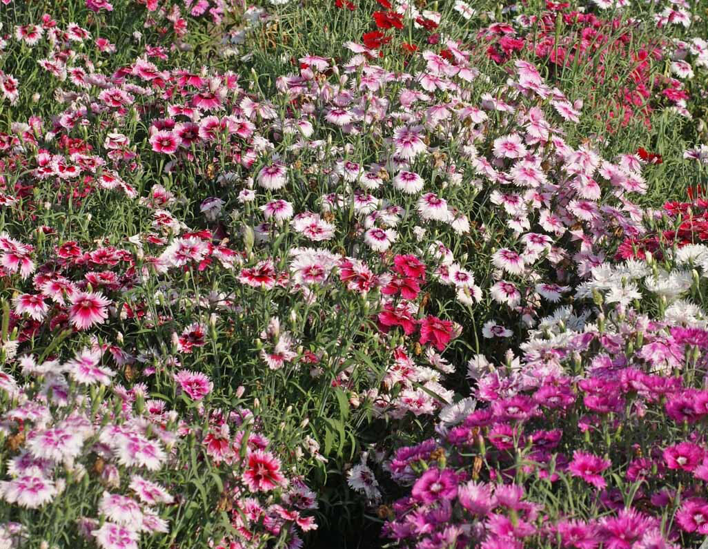 Sweet William Dianthus LARGE FLOWERED MIX Fragrant Blooms USA Non-GMO 200 Seeds!
