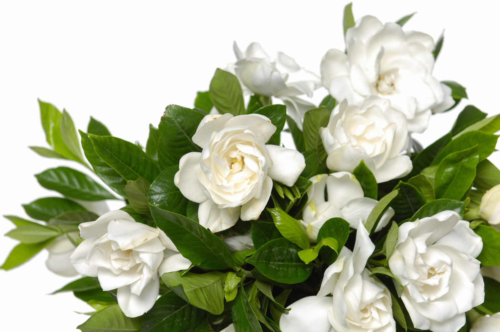 50 GARDENIA / CAPE JASMINE Jasminiodes Fragrant White Shrub Flower Seeds *FlatSH