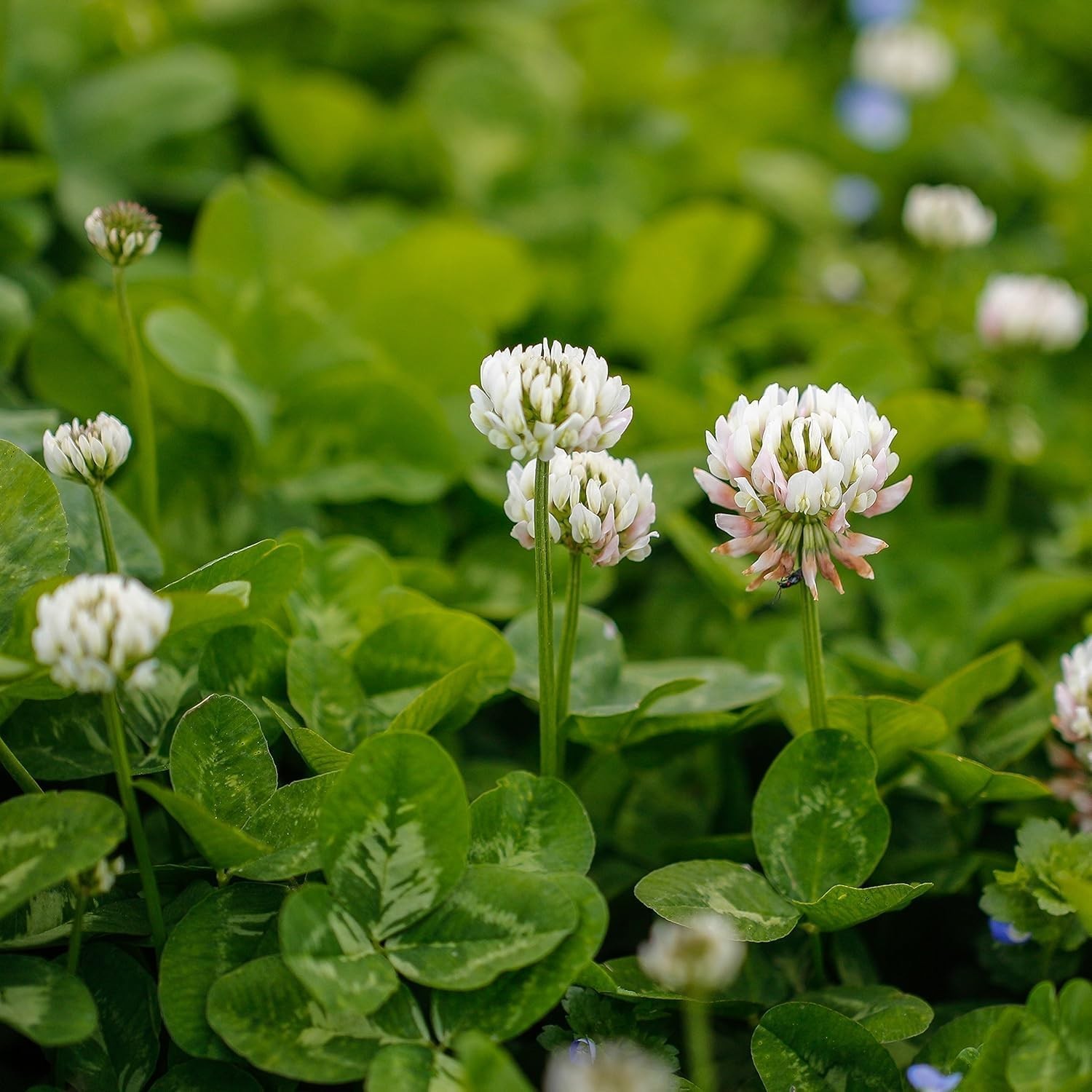 White Dutch Clover Seed Bulk 5 lbs Perennial Nitrocoated Inoculated Yard Clover