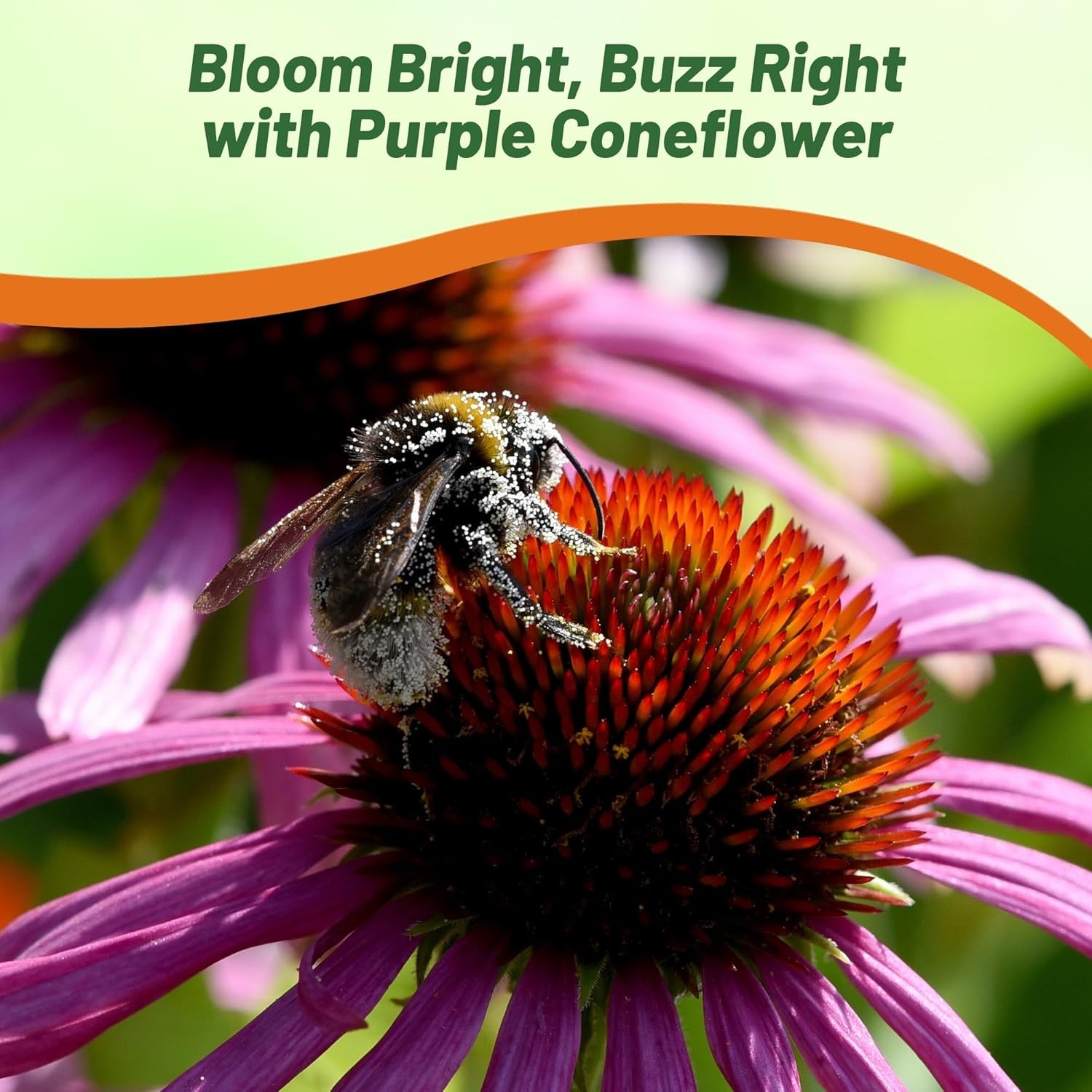 1 LB Purple Coneflower Wild Flower Seed For Planting | Echinacea Seeds