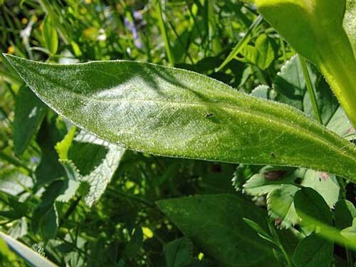 Centaurea montana | Mountain Bluet | Bachelor’s Button | 10 Seeds