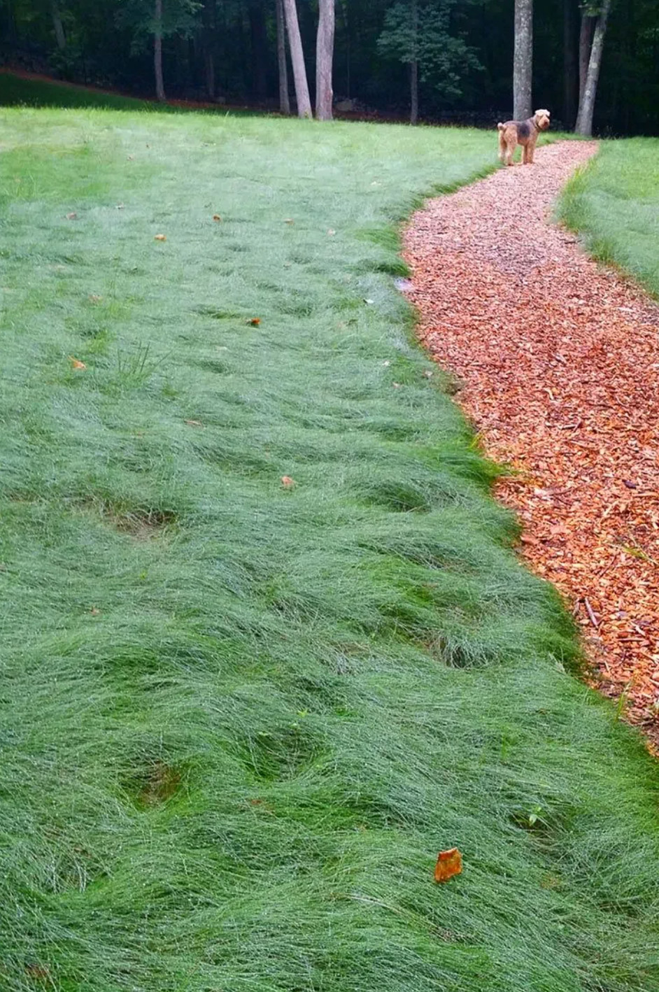 Creeping Red Fescue Seed Mow Extremely Shade Tolerant 1oz