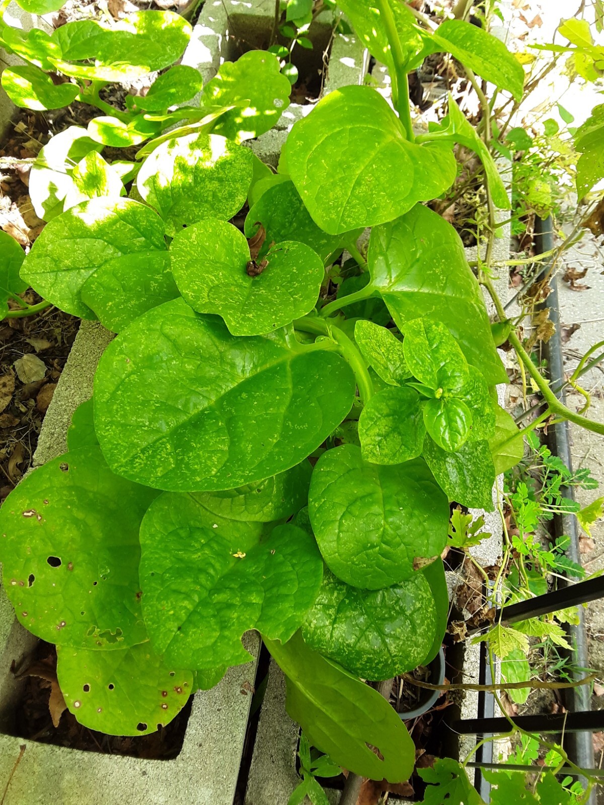25+Green Malabar Spinach seeds(Asian spinach, MongToi Mu er cai ,Vine Spinach).