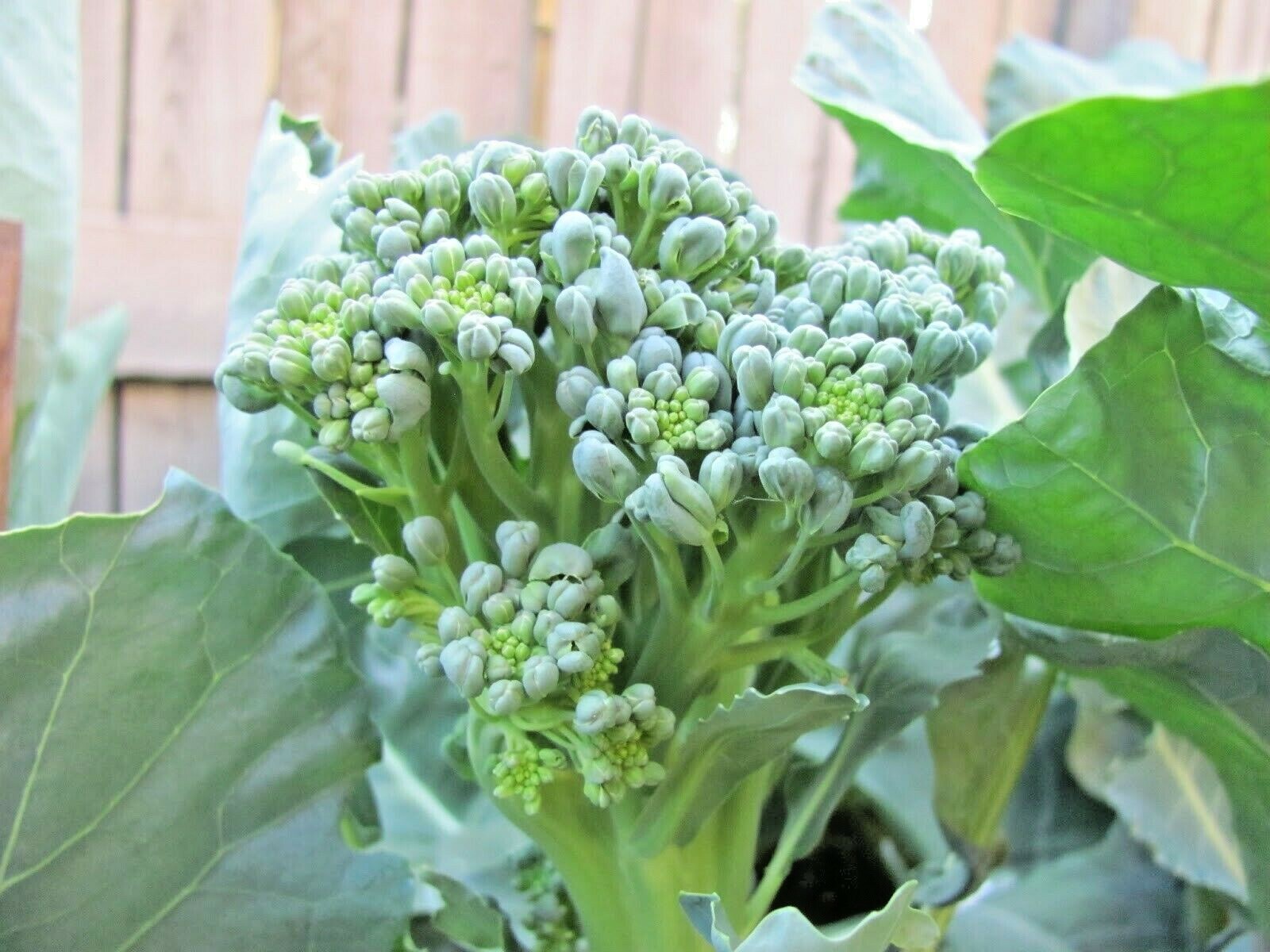 300+Green SPROUTING BROCCOLI Seeds Organic Heirloom Cool Season Vegetable Garden