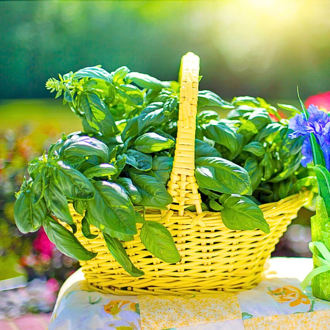 Fresh Italian Sweet Basil Seeds | Heirloom Non-GMO | Fresh Herb Seeds
