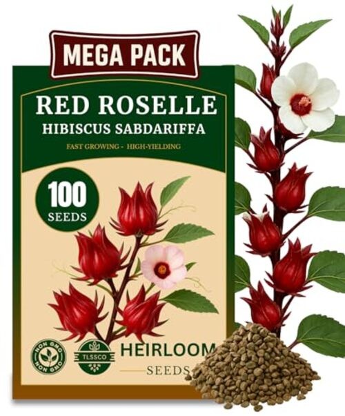 100+ Red Roselle ???-??? ??? ??????? Seeds for Planting –
