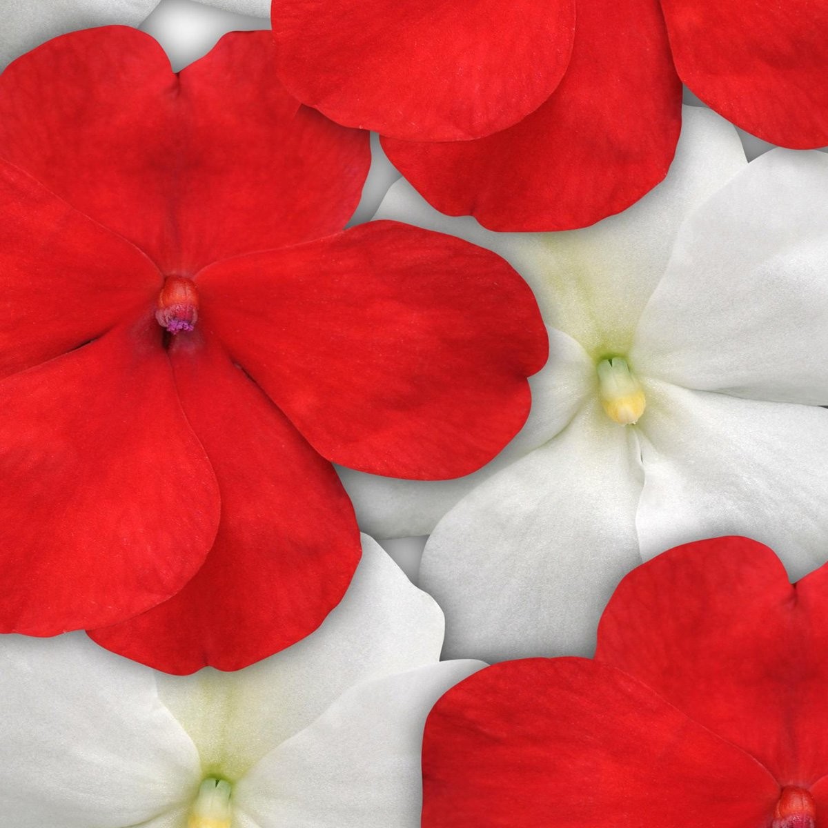 100 Seeds Red & White Impatiens Seed Mix