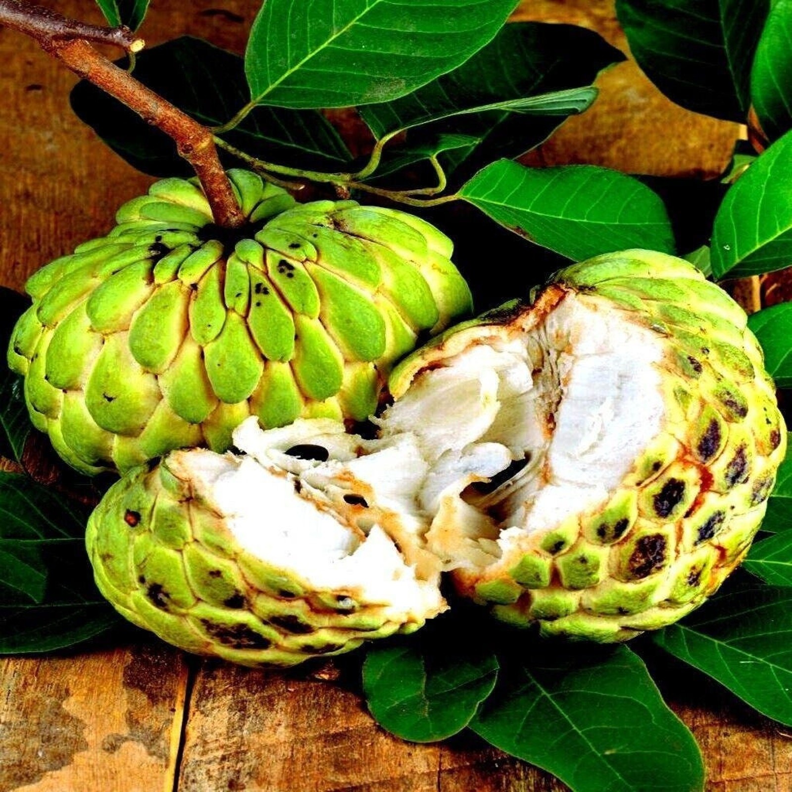 Custard Sugar Apple Fruit Tree Seeds Sweetsop Annona Squamosa Sweet – 50 seeds