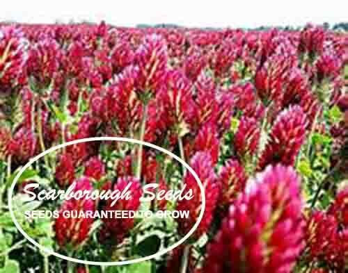 SCARBOROUGH SEEDS Organic Crimson Clover 500 Seeds Non GMO Pereniall