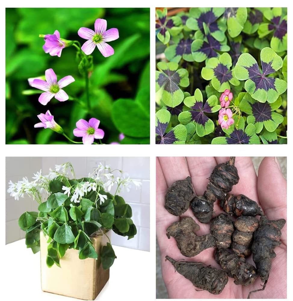 Green Shamrock Bulbs 15 Luck Oxalis to Plant, Easy