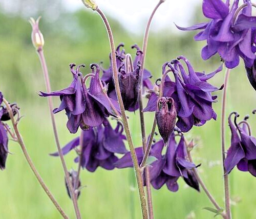 COLUMBINE MIX, 202+ SEEDS, ALL KINDS AND COLORS, AQUILEGIA, easy to grow, USA