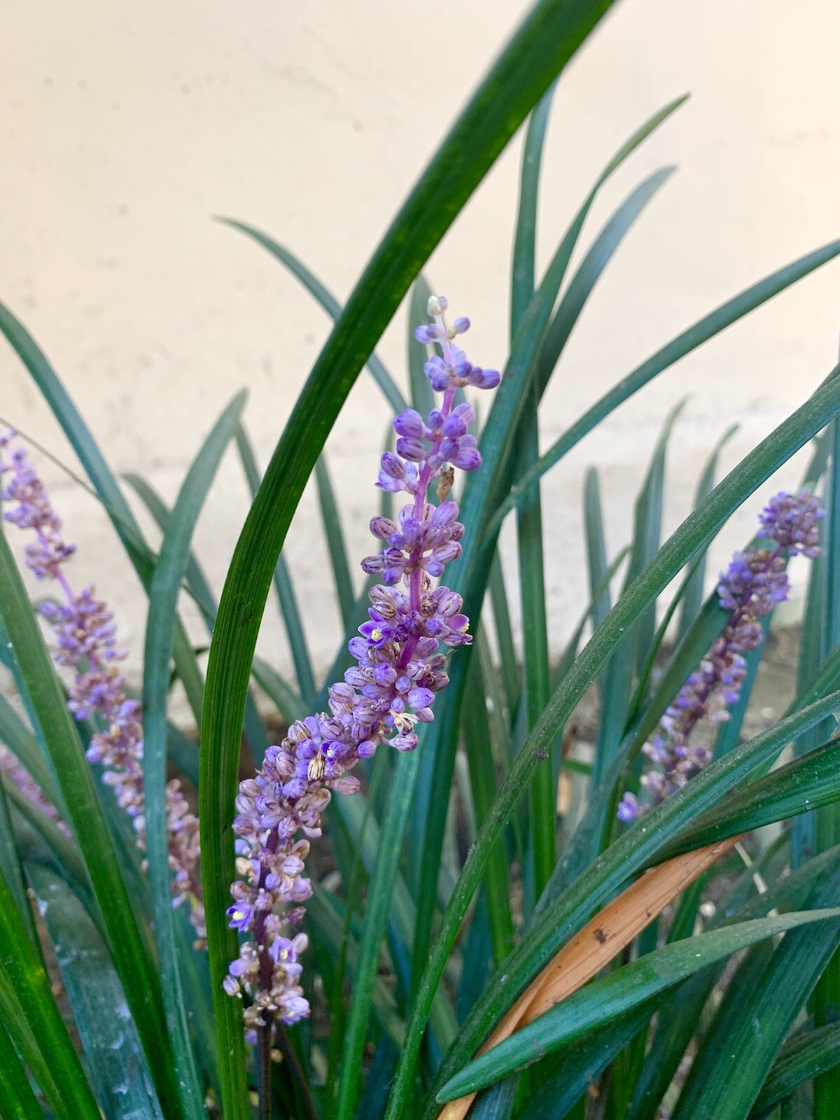 Lilyturf, Liriope Muscari,Big Blue Lilyturf, Border Grass – 15 Seeds 2023
